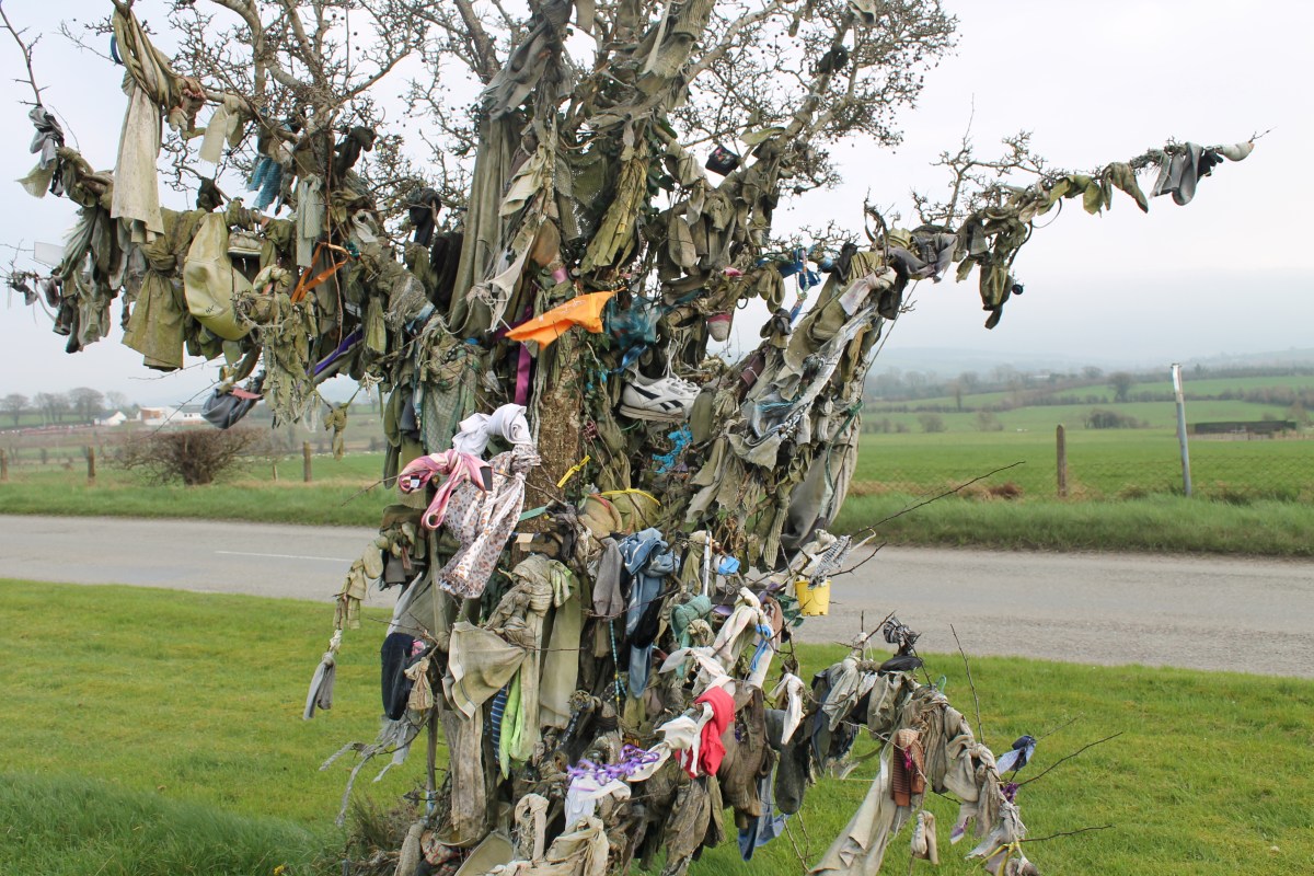 Raptor Rag Tree The Rag Trees of County Offaly. By John Dolan – offalyhistoryblog